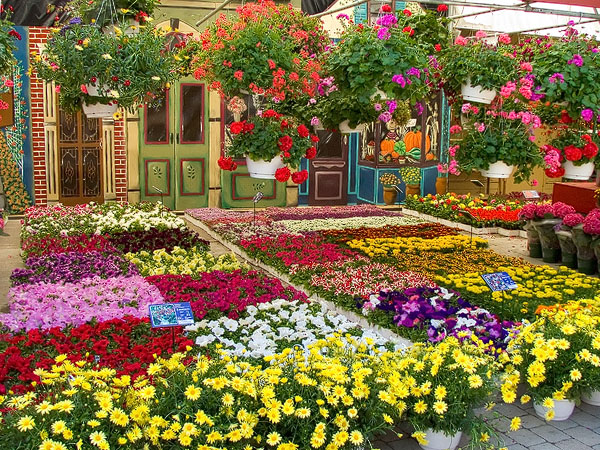 Jual Tanaman Hias Murah