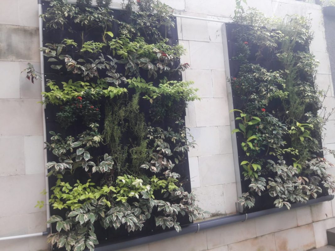 JASA BUAT TAMAN VERTICAL (VERTICAL GARDEN) MURAH - ADAM FLORA